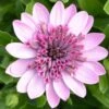 3D Pink Osteospermum Plant
