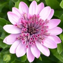 3D Pink Osteospermum Plant