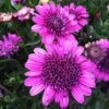 3D Purple Osteospermum Plant 1 3D Purple Osteospermum Plant -Annual Plants Popular Shop 3d purple osteospermum plant 270 detail