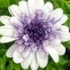 4D™ Silver Osteospermum Plant 1 4D™ Silver Osteospermum Plant -Annual Plants Popular Shop 4d silver osteospermum plant 926 detail