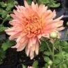 Adorable Perennial Mum Plant 1 Adorable Perennial Mum Plant -Annual Plants Popular Shop adorable perennial mum plant 1656 detail