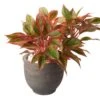 Aglaonema Firecracker 1 Aglaonema Firecracker -Annual Plants Popular Shop aglaonema firecracker plant 1 1331 detail