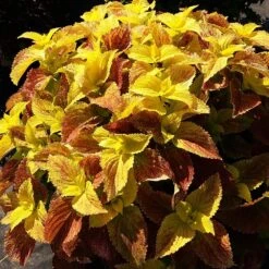 Alabama Coleus Plant