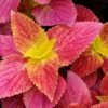 Alabama Sunset Coleus Plant -Annual Plants Popular Shop alabama sunset coleus plant for sale 2040 detail