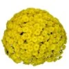 Belgian Mum® Allegra Yellow Plant -Annual Plants Popular Shop allegra yellow belgian mum plant 1722 detail