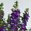 Alonia™ Big Blue Angelonia 1 Alonia™ Big Blue Angelonia -Annual Plants Popular Shop alonia big blue angelonia 1401 detail