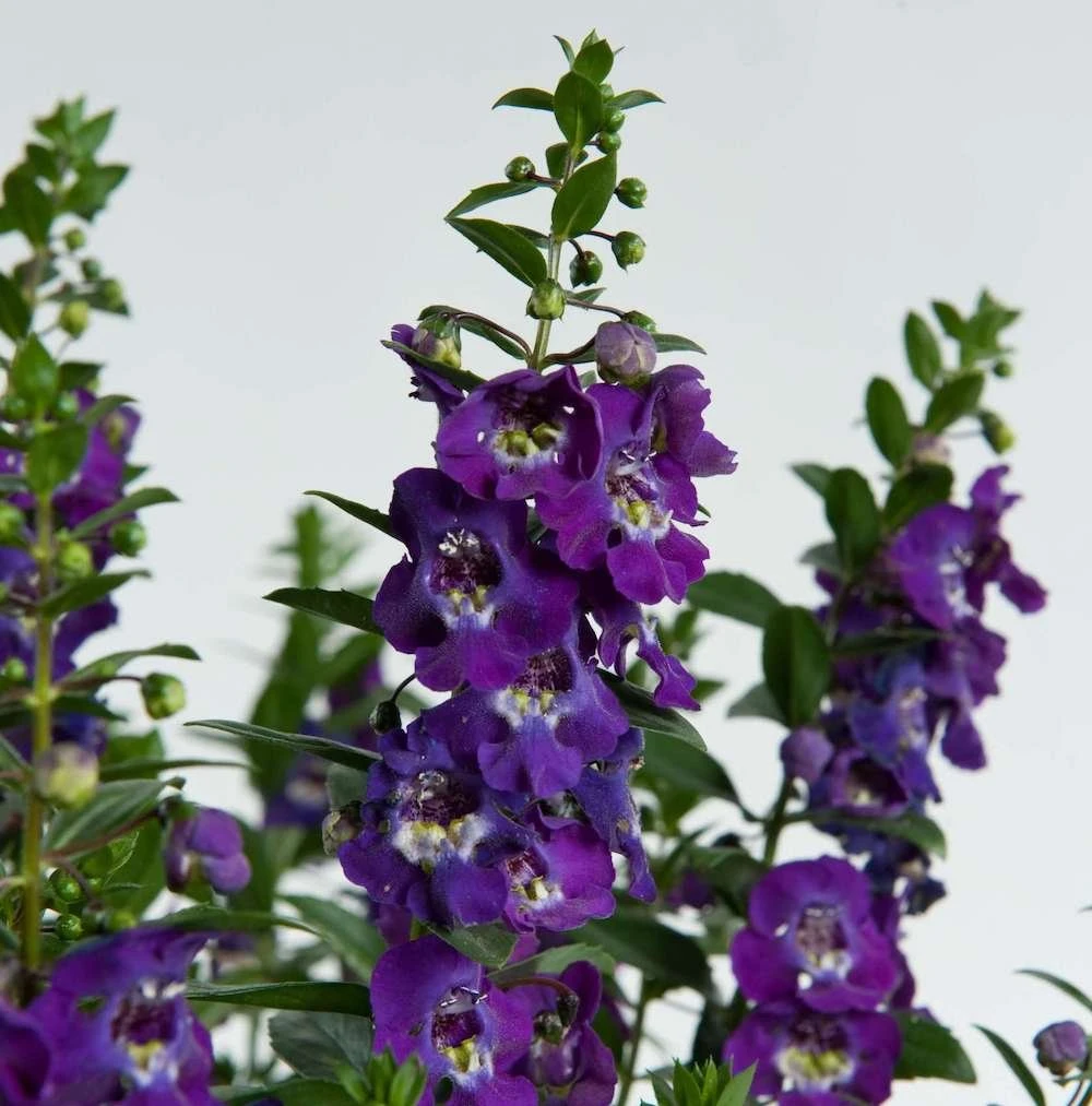 Alonia™ Big Blue Angelonia 3 Alonia™ Big Blue Angelonia