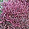 Burgundy Thread Alternanthera Plant 1 Burgundy Thread Alternanthera Plant -Annual Plants Popular Shop alternanthera burgundy thread plant 2315 detail