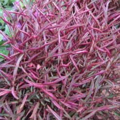 Burgundy Thread Alternanthera Plant