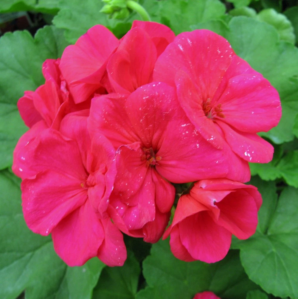 Americana™ Cherry Rose Zonal Geranium Plant 3 Americana™ Cherry Rose Zonal Geranium Plant