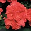 Americana™ Coral Zonal Geranium Plant -Annual Plants Popular Shop americana coral geranium plant 1287 detail