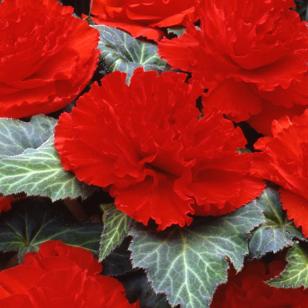 AmeriHybrid® Ruffled Scarlet Red Tuberous Begonia Plant 3 AmeriHybrid® Ruffled Scarlet Red Tuberous Begonia Plant