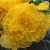 AmeriHybrid® Ruffled Yellow Tuberous Begonia Plant 1 AmeriHybrid® Ruffled Yellow Tuberous Begonia Plant -Annual Plants Popular Shop amerihybrid ruffled yellow begonia plant 2093 detail