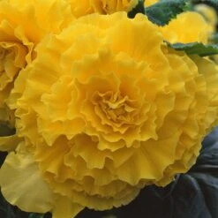 AmeriHybrid® Ruffled Yellow Tuberous Begonia Plant