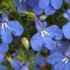Anabel™ Blue Lobelia 1 Anabel™ Blue Lobelia -Annual Plants Popular Shop anabel blue lobelia plants 1635 detail