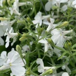 Anabel™ White Lobelia