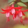 Angel Earrings® Snowfire Fuchsia Plant 1 Angel Earrings® Snowfire Fuchsia Plant -Annual Plants Popular Shop angel earrings snowfire plant 2267 detail