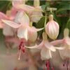Angel Earrings® White Fuchsia Plant -Annual Plants Popular Shop angel earrings white fuchsia plant 609 detail