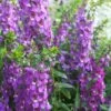 Serenita® Purple Angelonia -Annual Plants Popular Shop angelonia serentia purple plant 2210 detail