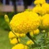 Antigua™ Yellow Marigold -Annual Plants Popular Shop antigua yellow marigold plant 1939 detail