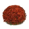 Belgian Mum® Antika Bronze Plant -Annual Plants Popular Shop antika bronze belgian mums plant 91 detail