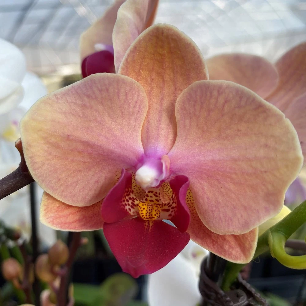 Apricot Phalaenopsis Orchid 3 Apricot Phalaenopsis Orchid