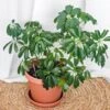 Schefflera Arboricola -Annual Plants Popular Shop arboricola mini plant dwarf umbrella tree 362 detail