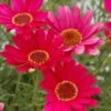 Grandaisy® Dark Pink Argyranthemum 1 Grandaisy® Dark Pink Argyranthemum -Annual Plants Popular Shop argyanthemum grandaisy dark pink plant 590 detail