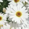 Grandaisy® White Argyranthemum 1 Grandaisy® White Argyranthemum -Annual Plants Popular Shop argyanthemum grandaisy white improved plants 2268 detail