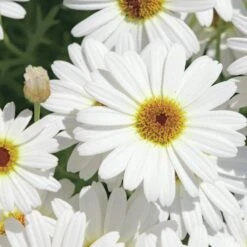 Grandaisy® White Argyranthemum