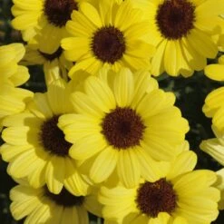 Grandaisy® Yellow Argyranthemum