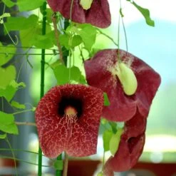 Brazilian Dutchman's Pipe