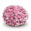 Belgian Mum® Arluno Pink Plant -Annual Plants Popular Shop arluno pink belgian mum plant 2321 detail