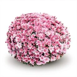 Belgian Mum® Arluno Pink Plant