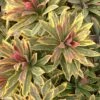 Ascot Rainbow Euphorbia (Spurge)