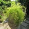 Sprengeri Asparagus Fern Plant 1 Sprengeri Asparagus Fern Plant -Annual Plants Popular Shop asparagus fern sprengeri plant 2187 detail