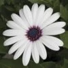 Asti™ White Osteospermum Plant 2 Asti™ White Osteospermum Plant -Annual Plants Popular Shop asti white osteospermum 167 detail