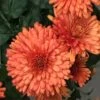 Autumn Delight Perennial Mum Plant