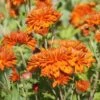 Autumn Fire Perennial Mum Plant 1 Autumn Fire Perennial Mum Plant -Annual Plants Popular Shop autumn fire perennial mum plant 1082 detail