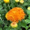 Autumn Sunset Perennial Mum Plant -Annual Plants Popular Shop autumn sunset perennial mum plant 20 detail