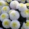 Baby Tears Perennial Mum Plant -Annual Plants Popular Shop baby tears perennial mum plant 586 detail