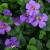 Scopia® Gulliver Blue Bacopa Plant 1 Scopia® Gulliver Blue Bacopa Plant -Annual Plants Popular Shop bacopa gulliver blue plant 342 detail