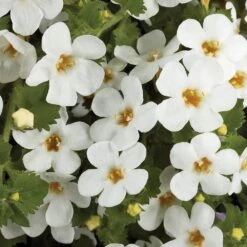 Scopia® Gulliver White Bacopa Plant