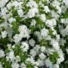 Scopia® Double Snowball Bacopa Plant 2 Scopia® Double Snowball Bacopa Plant -Annual Plants Popular Shop bacopa scopia double snowball 311 detail