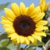 Ballad Sunflower -Annual Plants Popular Shop ballad sunflower plant 971 detail