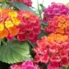 Bandana® Cherry Sunrise Lantana Plant -Annual Plants Popular Shop bandana cherry sunrise lantana plant 197 detail