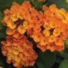 Bandana® Orange Lantana Plant 1 Bandana® Orange Lantana Plant -Annual Plants Popular Shop bandana orange lantana plant 1959 detail