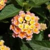 Bandana® Peach Lantana Plant -Annual Plants Popular Shop bandana peach lantana plant 672 detail