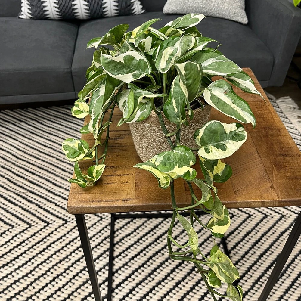 Beautifall® N'Joy Pothos 3 Beautifall® N'Joy Pothos