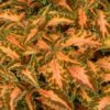 Beauty Of Lyon Coleus Plant -Annual Plants Popular Shop beauty of lyon coleus plant 1250 detail